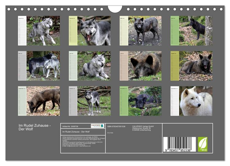 Produktbild: Im Rudel Zuhause - Der Wolf (Wandkalender 2026 DIN A4 quer), CALVENDO Monatskalender