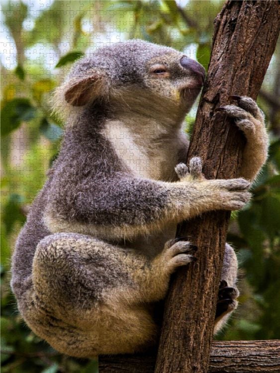 Produktbild: CALVENDO Puzzle Klettern ist sch&ouml;n... | 1000 Teile Lege-Gr&ouml;&szlig;e 64x48cm Foto-Puzzle f&uuml;r gl&uuml;ckliche Stunden