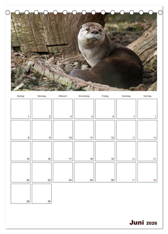 Produktbild: Der Fischotter-Terminplaner (Tischkalender 2026 DIN A5 hoch), CALVENDO Monatskalender