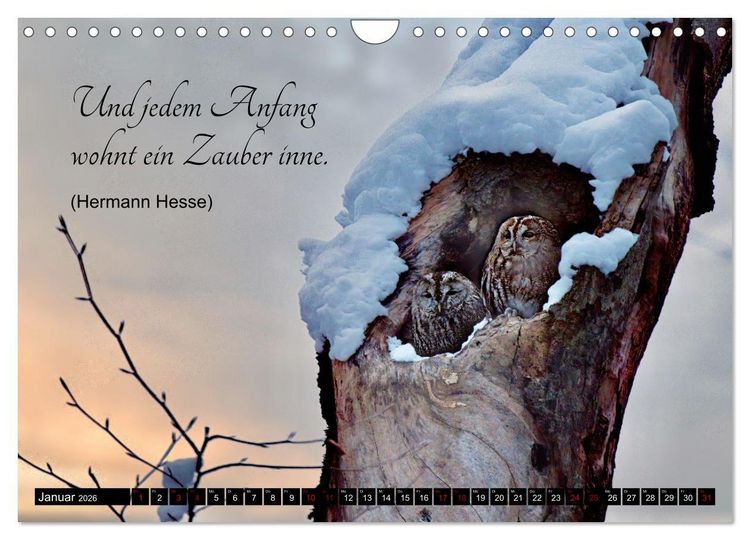 Produktbild: der Waldkauz - Strix Aluco (Wandkalender 2026 DIN A4 quer), CALVENDO Monatskalender