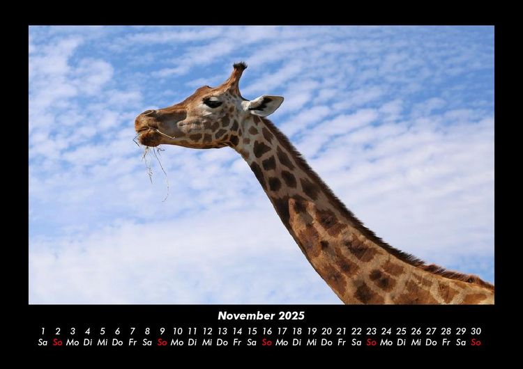 Produktbild: Giraffen 2025 Fotokalender DIN A3