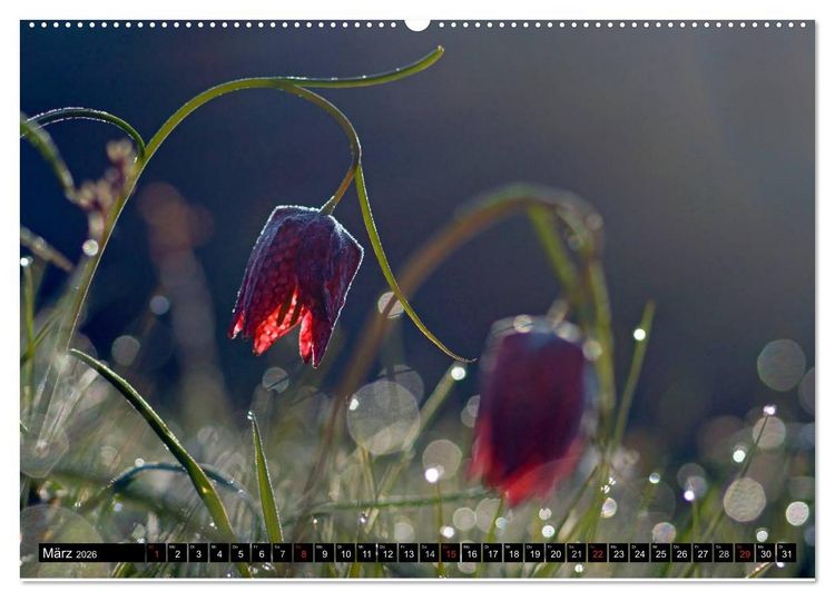 Produktbild: Die Schachbrettblume (hochwertiger Premium Wandkalender 2026 DIN A2 quer), Kunstdruck in Hochglanz