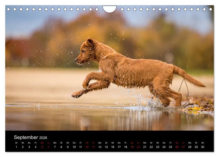 Produktbild: Toller - Nova Scotia Duck Tolling Retriever (Wandkalender 2026 DIN A4 quer), CALVENDO Monatskalender