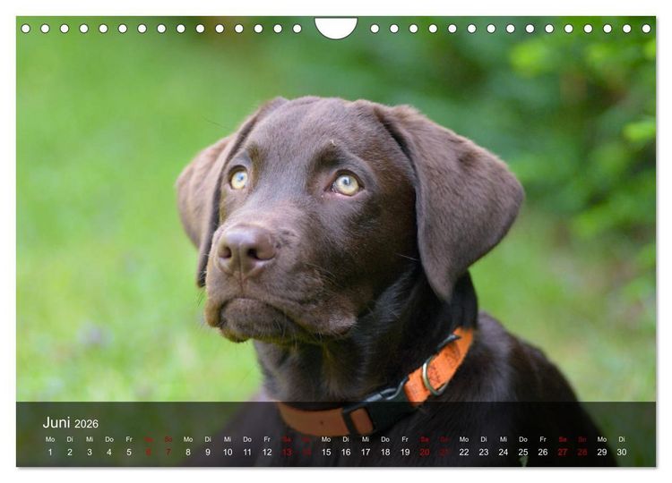 Produktbild: Labrador Retriever Welpen (Wandkalender 2026 DIN A4 quer), CALVENDO Monatskalender