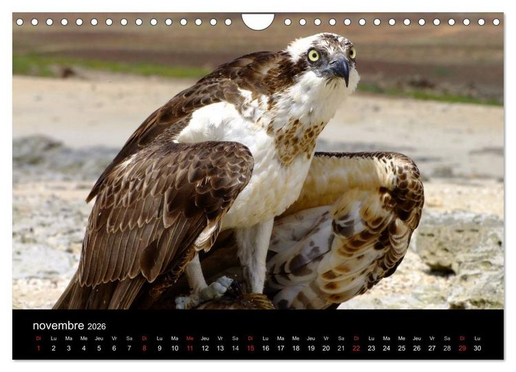 Produktbild: Voyage au Cap-Vert, Boa Vista (Calendrier mural 2026 DIN A4 vertical), CALVENDO calendrier mensuel