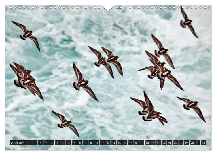 Produktbild: V&Ouml;GEL (Wandkalender 2026 DIN A3 quer), CALVENDO Monatskalender