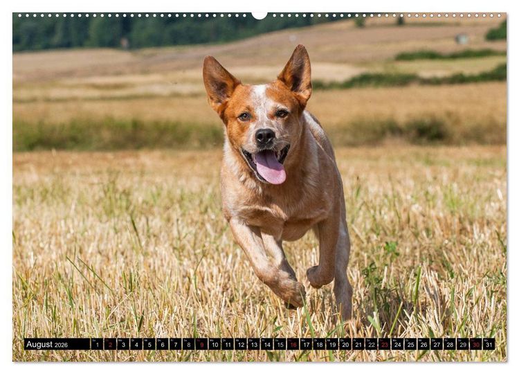 Produktbild: Power auf 4 Pfoten. Australian Cattle Dog (hochwertiger Premium Wandkalender 2026 DIN A2 quer), Kunstdruck in Hochglanz