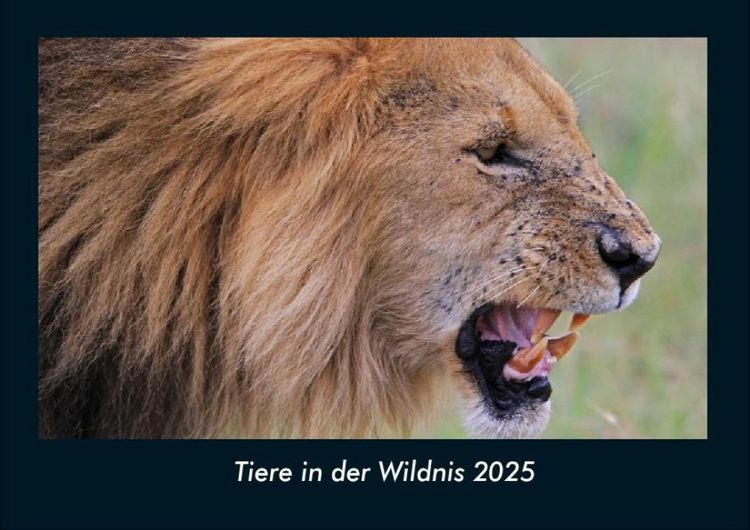 Produktbild: Tiere in der Wildnis 2025 Fotokalender DIN A4