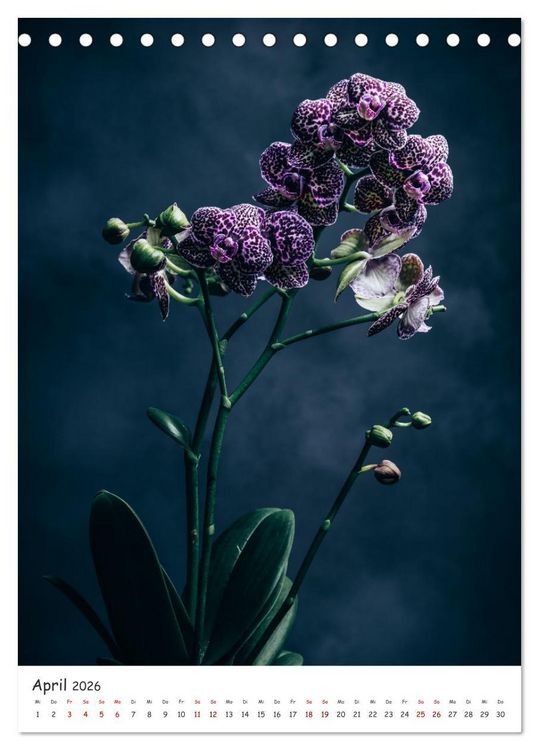 Produktbild: Orchideen Zauber (Tischkalender 2026 DIN A5 hoch), CALVENDO Monatskalender