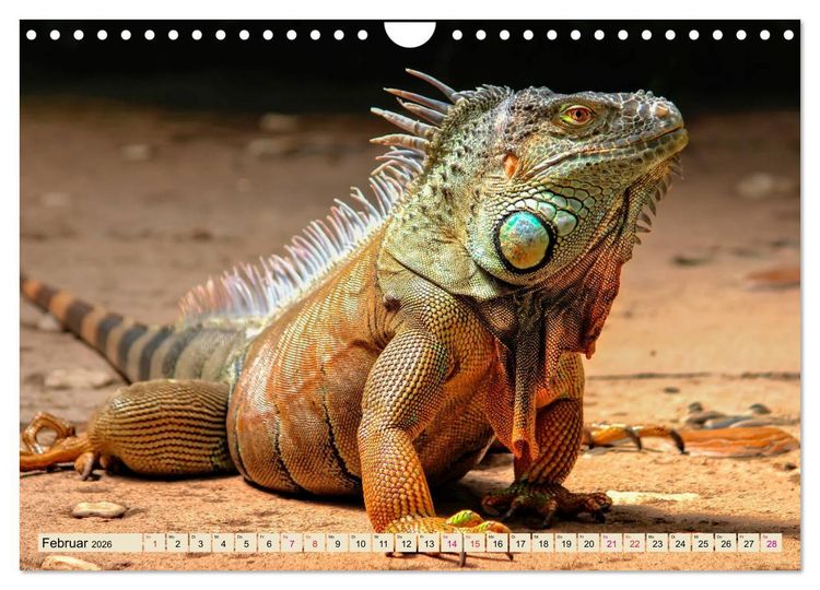 Produktbild: Wundersch&ouml;ner Leguan (Wandkalender 2026 DIN A4 quer), CALVENDO Monatskalender