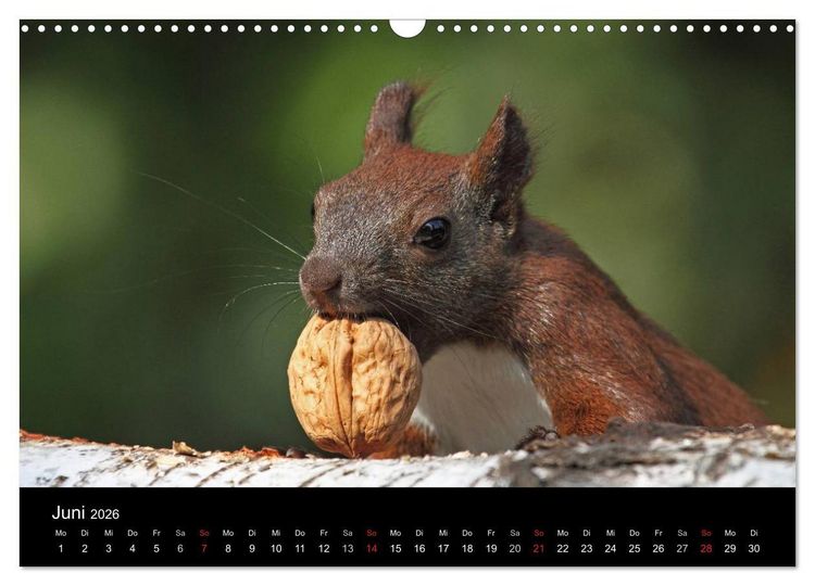Produktbild: Artist im Garten. Das Eichh&ouml;rnchen (Wandkalender 2026 DIN A3 quer), CALVENDO Monatskalender