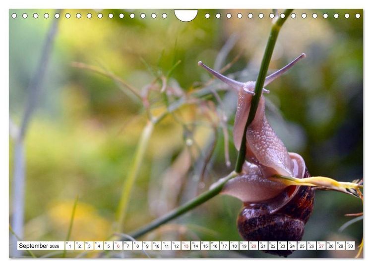 Produktbild: Schnecken. Witzige Schleimer (Wandkalender 2026 DIN A4 quer), CALVENDO Monatskalender