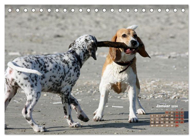 Produktbild: Ein Dalmatiner und ein Beagle - Auf der maritimen Jagd nach dem weltbesten Stock (Tischkalender 2026 DIN A5 quer), CALVENDO Monatskalender