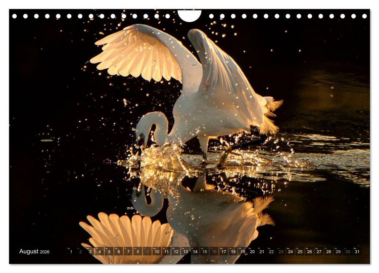 Produktbild: V&Ouml;GEL (Wandkalender 2026 DIN A4 quer), CALVENDO Monatskalender
