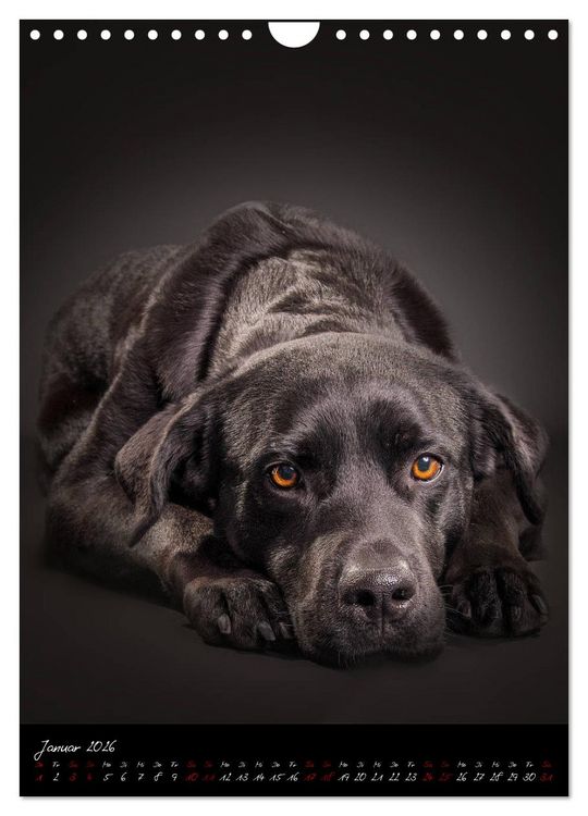Produktbild: Hunde-Augen-Blicke (Wandkalender 2026 DIN A4 hoch), CALVENDO Monatskalender