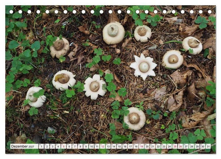 Produktbild: Pilze - tolle Funde (Tischkalender 2027 DIN A5 quer), CALVENDO Monatskalender