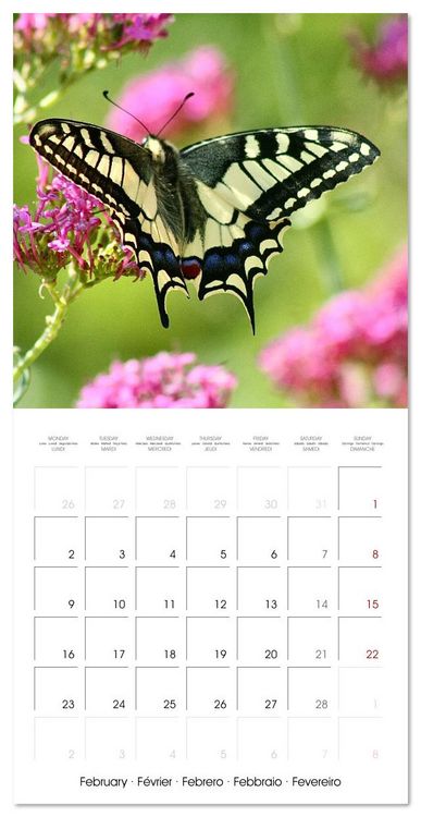 Produktbild: Gentle butterflies (Wall Calendar 2026 12 &times; 12 Inch) CALVENDO 12 Month Wall Calendar