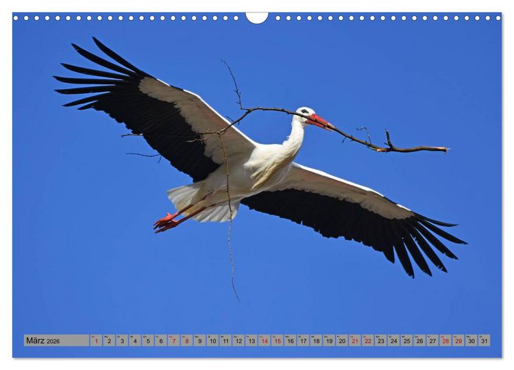 Produktbild: Zu Gast bei Familie Storch (Wandkalender 2026 DIN A3 quer), CALVENDO Monatskalender
