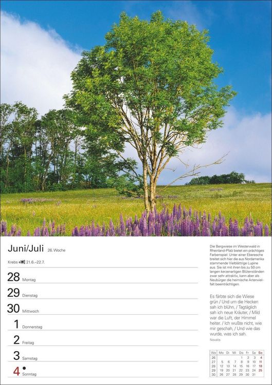 Produktbild: B&auml;ume Wochenplaner 2027 - 53 stimmungsvolle Fotografien