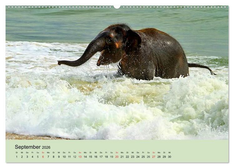 Produktbild: Elefanten. Badespa&szlig; am Strand (Wandkalender 2026 DIN A2 quer), CALVENDO Monatskalender
