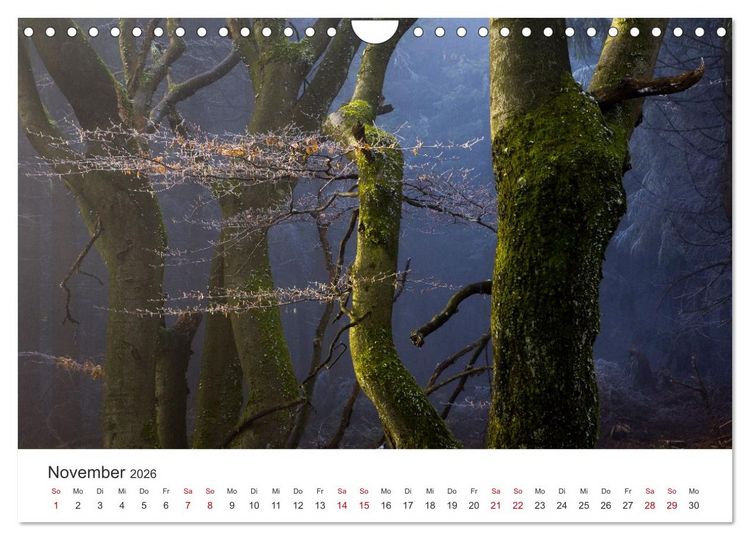 Produktbild: Im Deutschen Wald (Wandkalender 2026 DIN A4 quer), CALVENDO Monatskalender