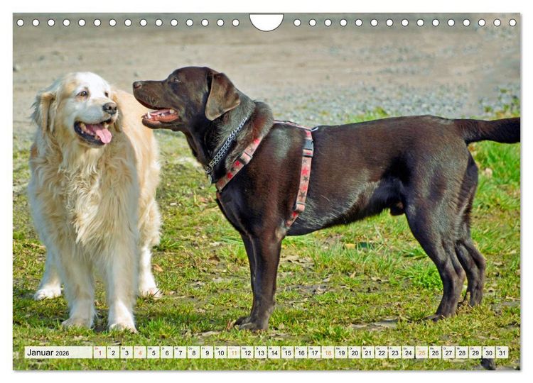 Produktbild: Beste Buddys (Wandkalender 2026 DIN A4 quer), CALVENDO Monatskalender