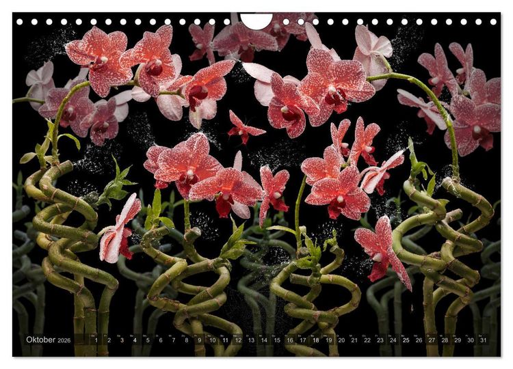 Produktbild: Orchidea (Wandkalender 2026 DIN A4 quer), CALVENDO Monatskalender