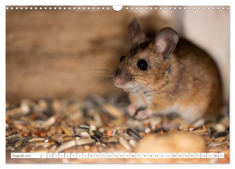 Produktbild: Die Maus im Vogelhaus (Wandkalender 2026 DIN A3 quer), CALVENDO Monatskalender