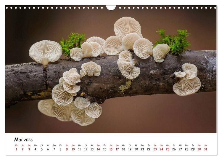 Produktbild: Pilzgalerie - Heimische Pilze von ihrer sch&ouml;nsten Seite (Wandkalender 2026 DIN A3 quer), CALVENDO Monatskalender