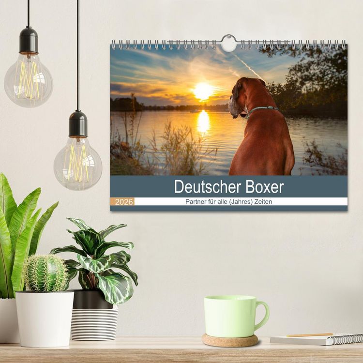 Produktbild: Deutscher Boxer (Wandkalender 2026 DIN A4 quer), CALVENDO Monatskalender