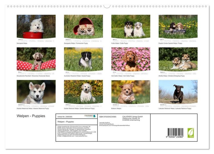Produktbild: Welpen - Puppies (hochwertiger Premium Wandkalender 2027 DIN A2 quer), Kunstdruck in Hochglanz