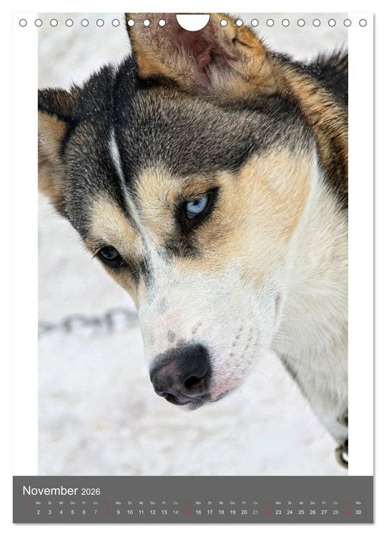 Produktbild: Huskies - Portraits im Schnee (Wandkalender 2026 DIN A4 hoch), CALVENDO Monatskalender