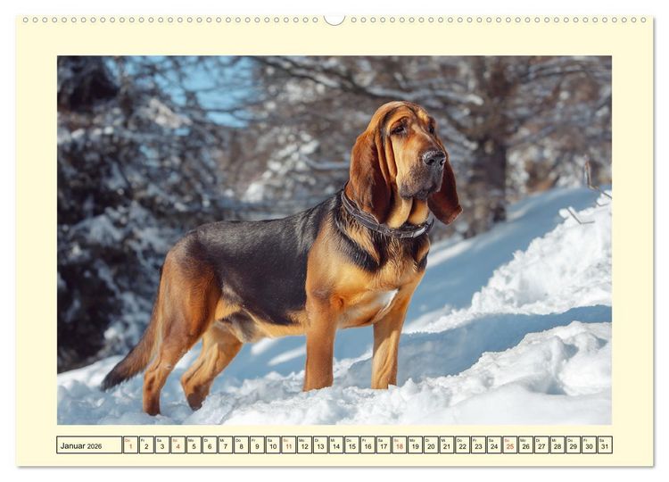 Produktbild: Bloodhound Momente. Zielstrebige Schn&uuml;ffler mit treuer Seele (hochwertiger Premium Wandkalender 2026 DIN A2 quer), Kunstdruck in Hochglanz