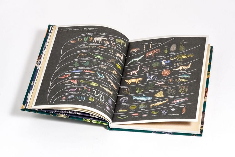 Produktbild: Die Entstehung des Lebens. Evolution