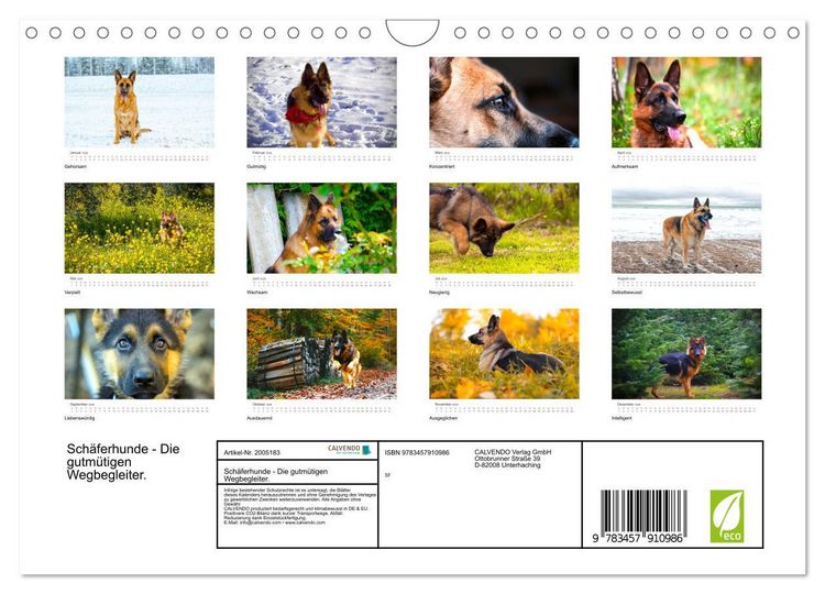 Produktbild: Sch&auml;ferhunde - Die gutm&uuml;tigen Wegbegleiter. (Wandkalender 2026 DIN A4 quer), CALVENDO Monatskalender