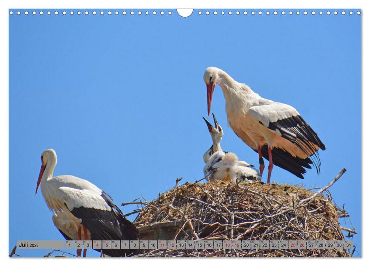 Produktbild: Zu Gast bei Familie Storch (Wandkalender 2026 DIN A3 quer), CALVENDO Monatskalender