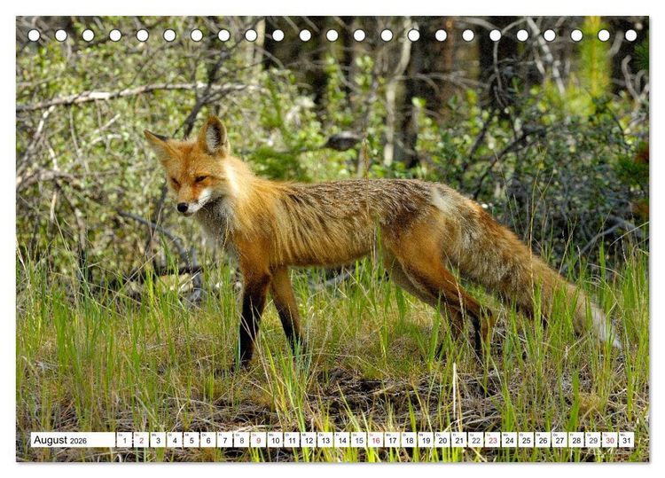Produktbild: Tierwelt in den Canadian Rockies (Tischkalender 2026 DIN A5 quer), CALVENDO Monatskalender