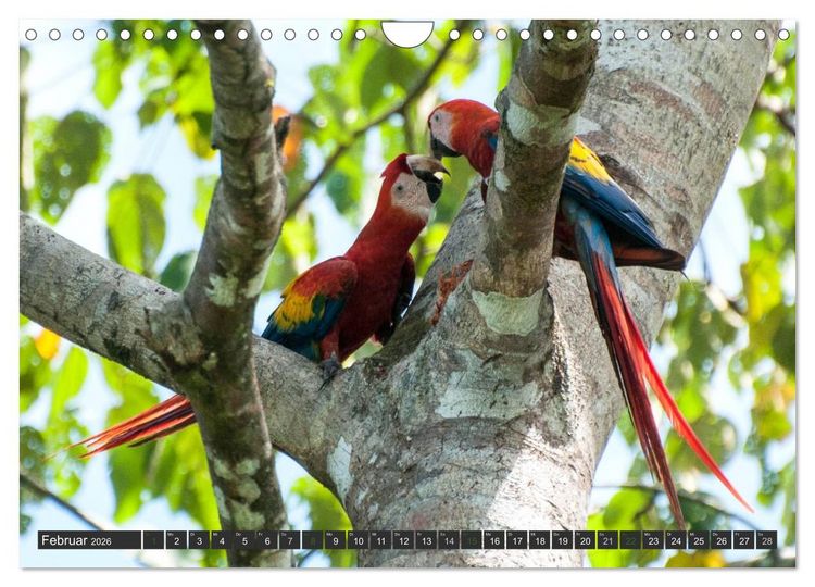 Produktbild: COSTA RICA - PURA VIDA (Wandkalender 2026 DIN A4 quer), CALVENDO Monatskalender