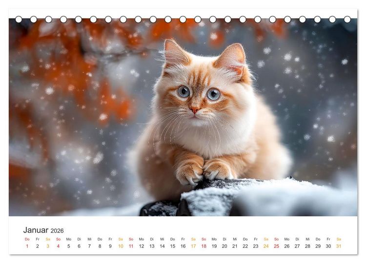 Produktbild: Katzen - Kalender f&uuml;r alle Miezenfans (Tischkalender 2026 DIN A5 quer), CALVENDO Monatskalender