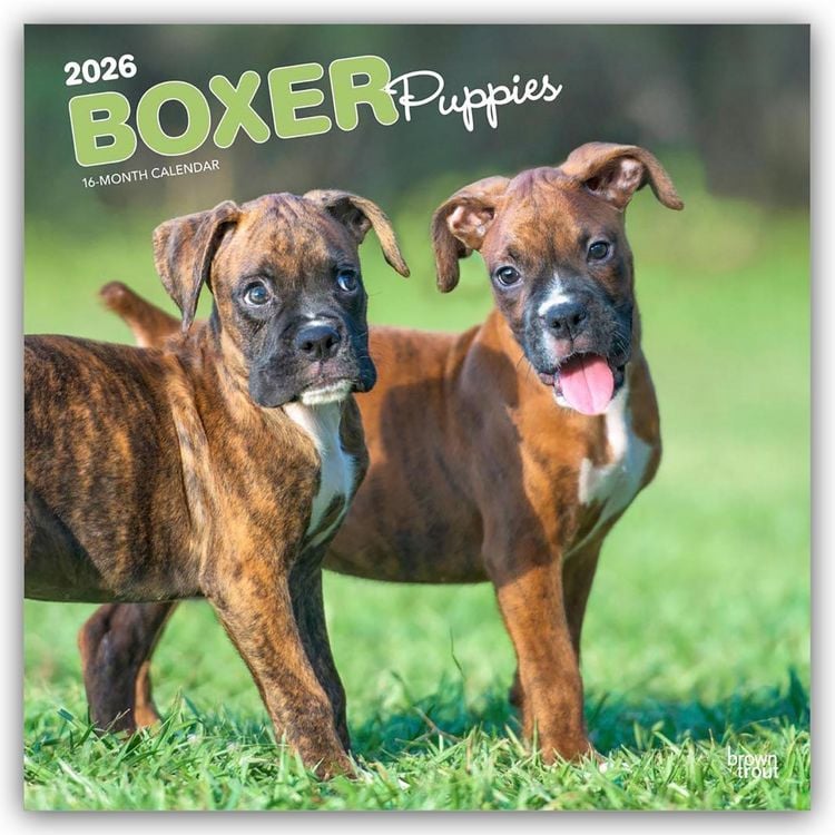 Produktbild: Boxer Puppies – Boxer Welpen 2026 – 16-Monatskalender