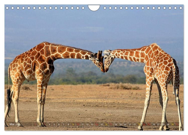 Produktbild: Giraffen - Sanftheit und Anmut (Wandkalender 2026 DIN A4 quer), CALVENDO Monatskalender