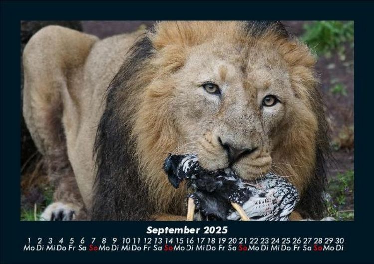 Produktbild: L&ouml;wen in der Wildnis 2025 Fotokalender DIN A5