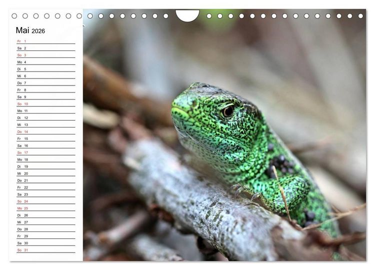 Produktbild: Amphibien und Reptilien (Wandkalender 2026 DIN A4 quer), CALVENDO Monatskalender