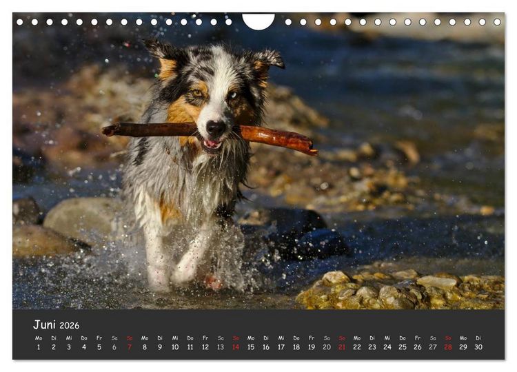 Produktbild: Australian Shepherd - Augenblicke (Wandkalender 2026 DIN A4 quer), CALVENDO Monatskalender