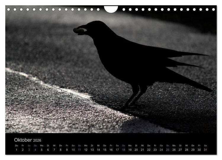 Produktbild: Rabenschwarze Impressionen - meike-ajo-dettlaff.de via wildvogelhlfe.org (Wandkalender 2026 DIN A4 quer), CALVENDO Monatskalender