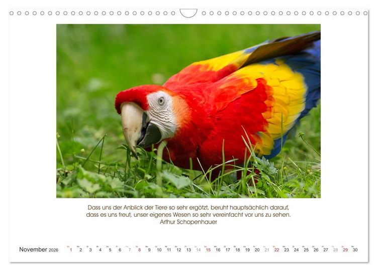 Produktbild: Der Tierkalender mit Zitaten, Weisheiten und Spr&uuml;chen (Wandkalender 2026 DIN A3 quer), CALVENDO Monatskalender