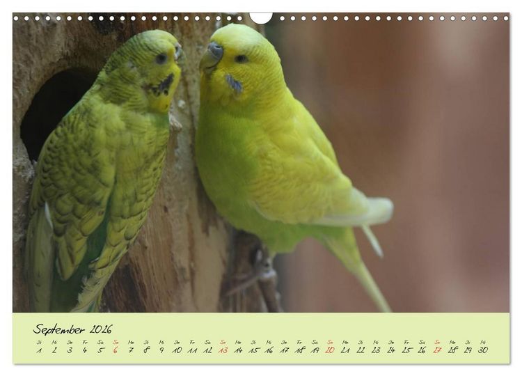Produktbild: Wellensittiche - Gefiederte Freunde (Wandkalender 2026 DIN A3 quer), CALVENDO Monatskalender