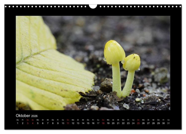 Produktbild: Pilze (Wandkalender 2026 DIN A3 quer), CALVENDO Monatskalender
