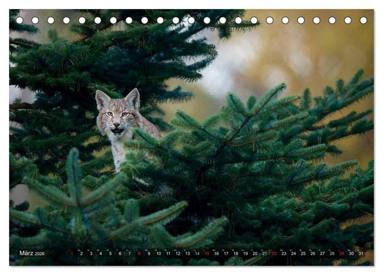 Produktbild: Der Luchs - Dem Pinselohr auf der Spur (Tischkalender 2026 DIN A5 quer), CALVENDO Monatskalender