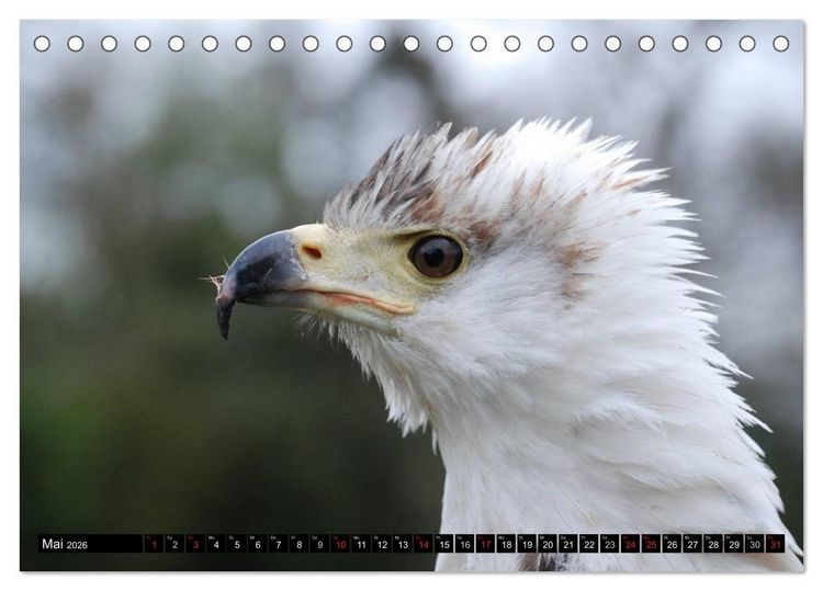 Produktbild: Wei&szlig;kopfseeadler. Symbol der Freiheit (Tischkalender 2026 DIN A5 quer), CALVENDO Monatskalender